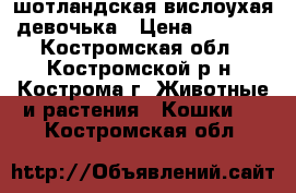 шотландская вислоухая девочька › Цена ­ 2 500 - Костромская обл., Костромской р-н, Кострома г. Животные и растения » Кошки   . Костромская обл.